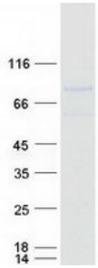 Coomassie blue staining of purified TCF4 protein.